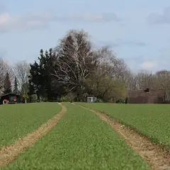 Zielone grunty rolne z wyjeżdżonymi ścieżkami prowadzącymi do zabudowań i drzew w tle.