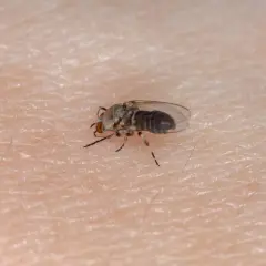 Mały, szary owad z przezroczystymi skrzydłami, jeden z wielu domowych insektów, siedzi na ludzkiej skórze.