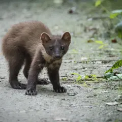 Młoda kuna na ścieżce, nasłuchująca odgłosów kuny w nocy.