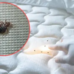 Małe, czarne kropki na białej pościeli to odchody pluskwy. W powiększeniu widać pluskwę.