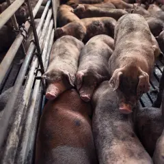 Stłoczone świnie w zagrodzie, gdzie immisja zapachów i dźwięków jest intensywna.