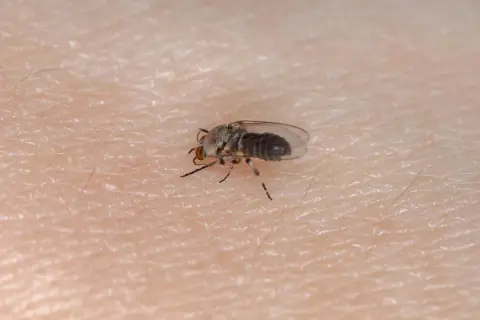 Mały, szary owad z przezroczystymi skrzydłami, jeden z wielu domowych insektów, siedzi na ludzkiej skórze.