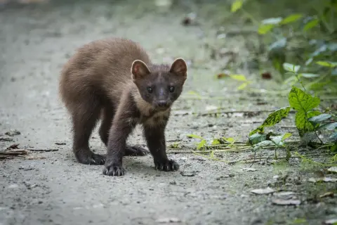 Młoda kuna na ścieżce, nasłuchująca odgłosów kuny w nocy.
