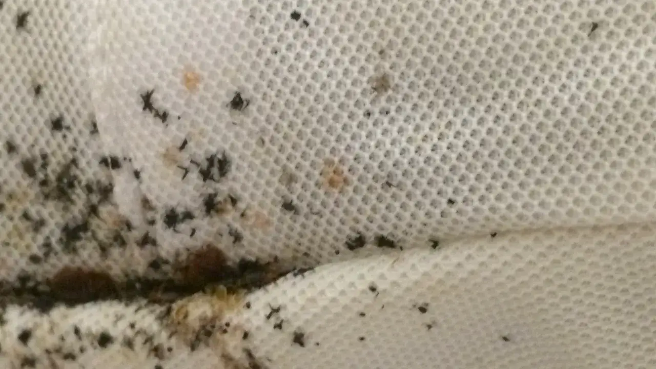 Widoczne ciemne plamki i drobne owady na białej tkaninie. To ślady po pluskwach, skąd się biorą?